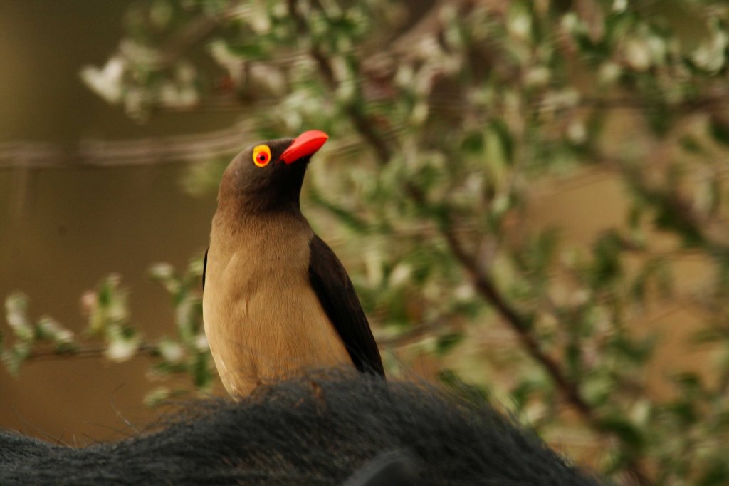 Red_billed_oxpecker