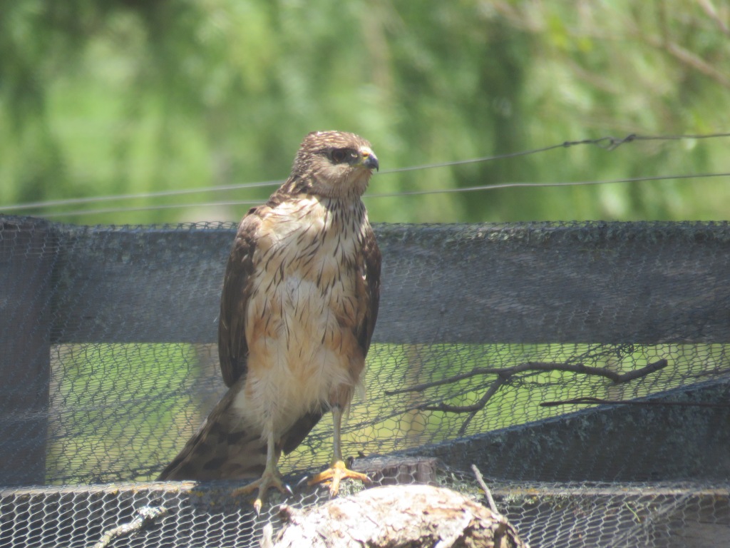 Juvenile Black Sparrowhawk